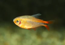 RIO FORMIGA ZALM