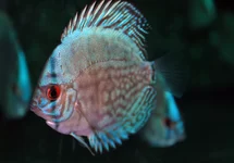 Discus & Scalaire