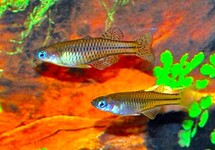 PSEUDOMUGIL GERTRUDAE