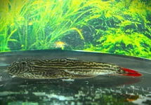 GASTROMYZON sp. IMPERIAL RED M/L