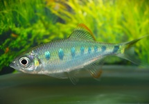ROYAL DANIO
