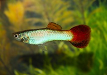 GUPPY CORAL RED TAIL (MÂLE)