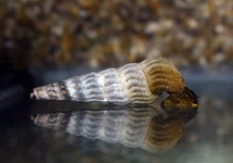SULAWESISLAK MARWOTOAE