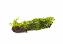 Leptodictyum (stringy moss) op kienhout nano (5-7cm) - DW