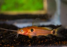 TWO SPOT MYSTUS