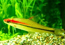 SAHYADRIA DENISONII M