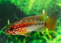 APISTOGRAMMA MACMASTERI RED MASK M/L