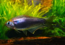 KEIZERTETRA ZWART
