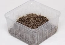 Springtails