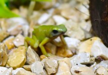 FÄRBERFROSCH EL ORO