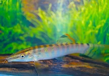 SYNCROSSUS BERDMOREI L