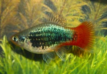 PLATY BLAU TUXEDO ROTSCHWANZ