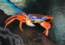 RAINBOW LAND CRAB