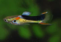 POEC. WINGEI HALF TUXEDO YELLOW MALE M