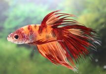 BETTA PLAKAT DUMBO EAR GOLD MALE