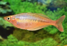 BLEHERS REGENBOGENFISCH