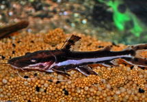 SILURE FASCIATUM