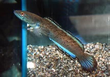 SLANGEKOPVIS BIPULI