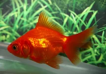 SLUIERSTAART ROOD
