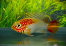MACMASTERI APISTO GOLD
