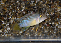 PANDA DWARF CICHLID