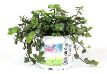 Schildpaddenplant in pot p12(Callissia)