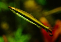 ONE-LINED PENCILFISH