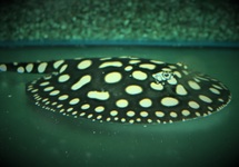 Stringray