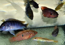CICHLID MIX M