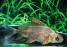 Autres Cypriniformes