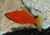 PLATY RED VICTORY