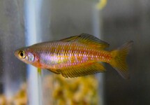 PARKINSON'S RAINBOWFISH