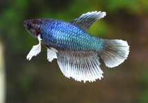 KEMPVIS DUMBO EAR VROUW