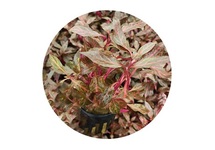 Alternanthera rosaefolia rosanervig in pot (p5)