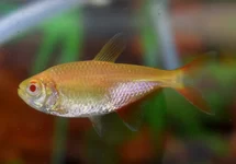 HYPHESSOBRYCON ANISITSI ALBINO M