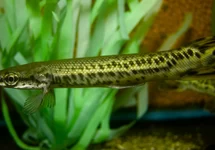 ALLIGATOR GAR