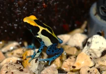 DENDROBATE À TAPIRER