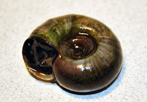PLANORBE DES ÉTANGS