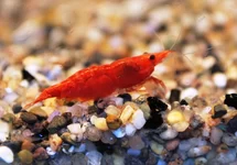 RED FIRE GARNAAL