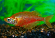 GLOSSOLEPIS INCISUS