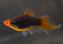 PLATY SPITZ MIX