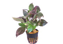 Hygrophila corymbosa terracotta ring