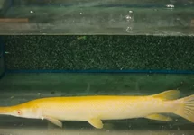 ALLIGATOR GAR ALBINO