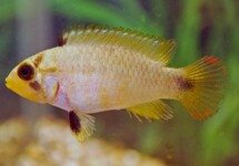 BLUE PANDA DWARF CICHLID