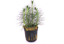 Myriophyllum propinquum terracotta ring