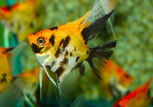 P. SCALARE PANDA GOLDHEAD
