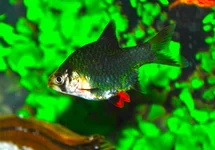 GROENE SUMATRAAN