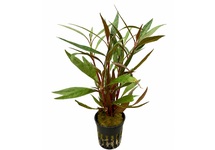 Alternanthera rosaefolia in pot (p5)