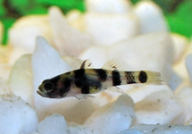 GOLDRINGELGRUNDEL