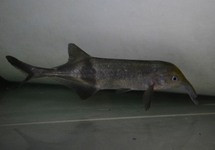 LANGNEUS OLIFANTSVIS